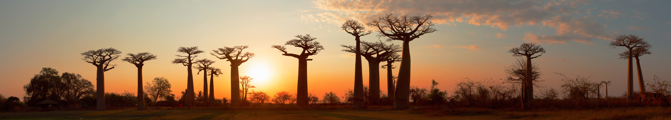 Baobab Allee-Panorama