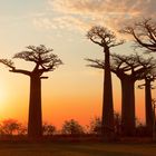 Baobab Allee-Panorama