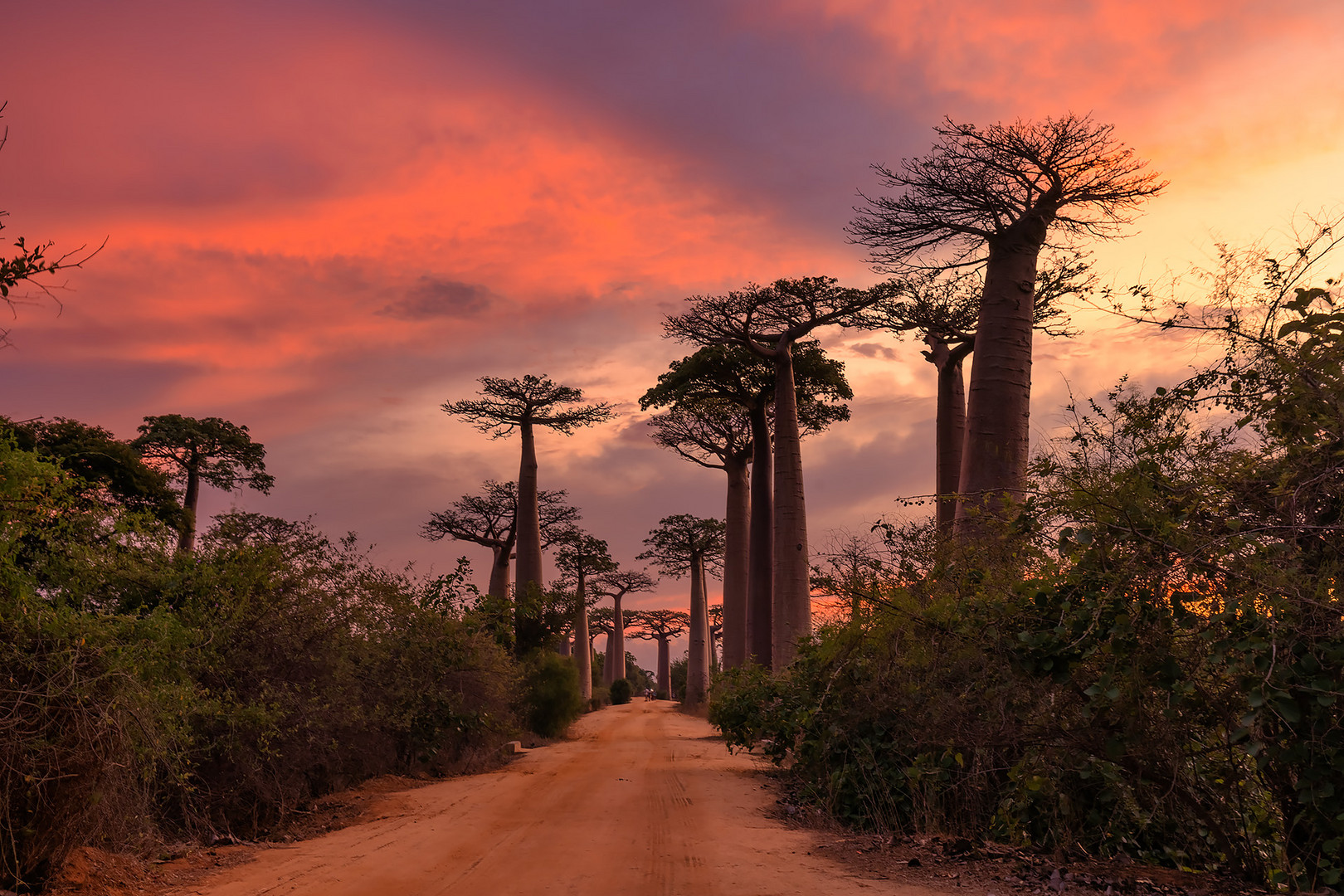 Baobab Allee sunset II