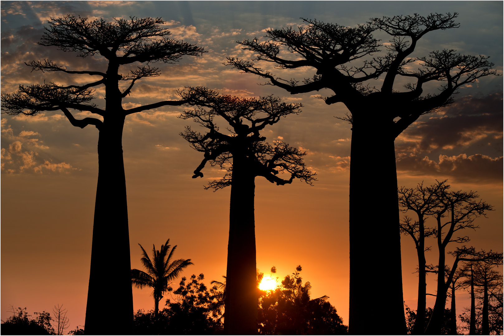 [ Baobab Alley of Madagascar ]