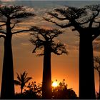 [ Baobab Alley of Madagascar ]