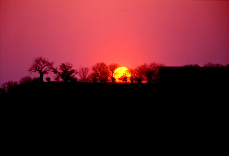 Baobab am Abend