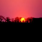 Baobab am Abend