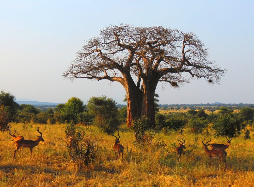 Baobab am Abend