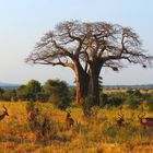 Baobab am Abend