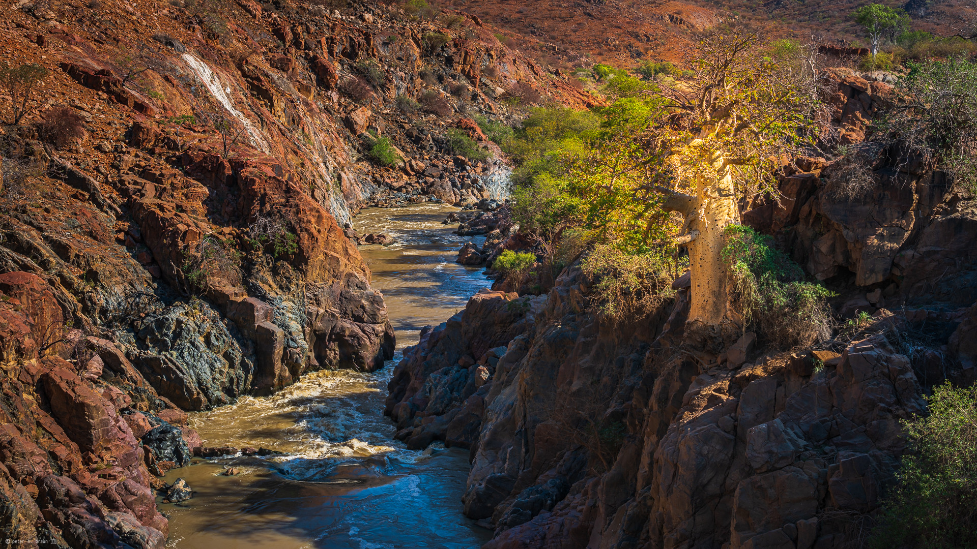 Baobab am Kunene...