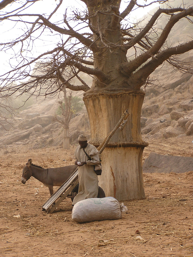 Baobab au pays Dogon