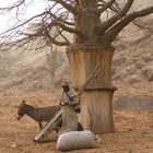 Baobab au pays Dogon