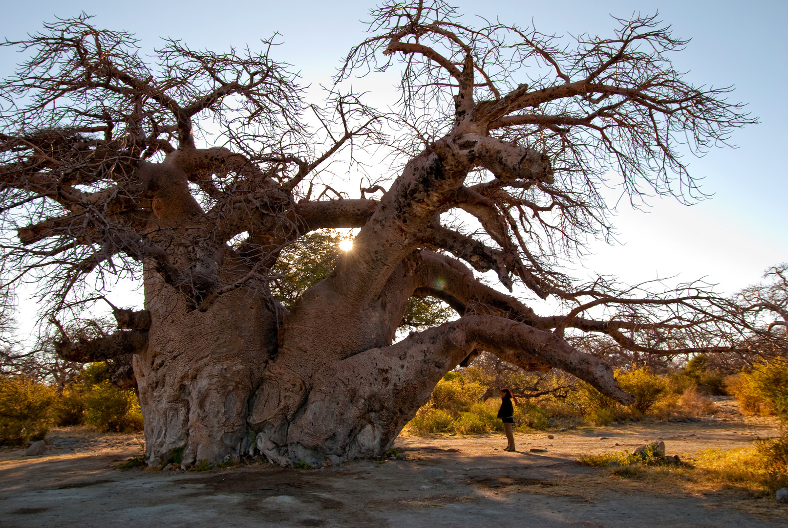 Baobab auf Kubu Island