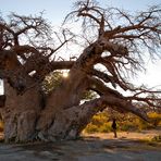 Baobab auf Kubu Island