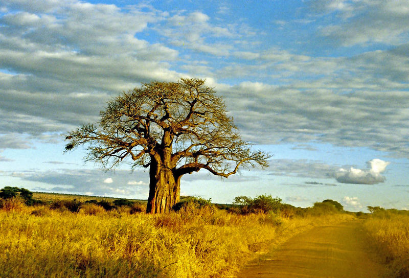 Baobab