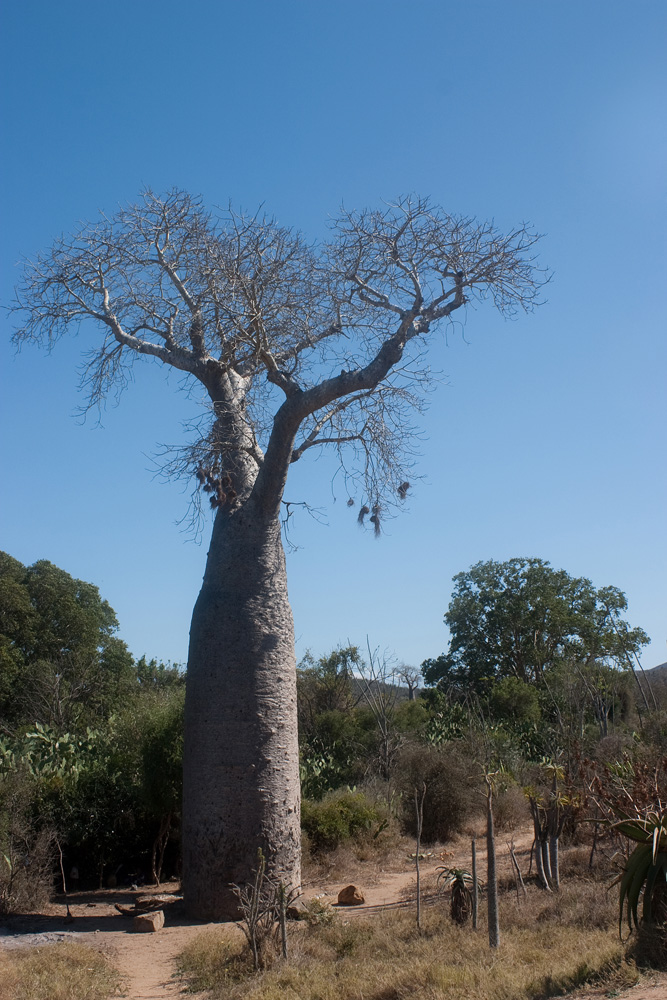 *Baobab*