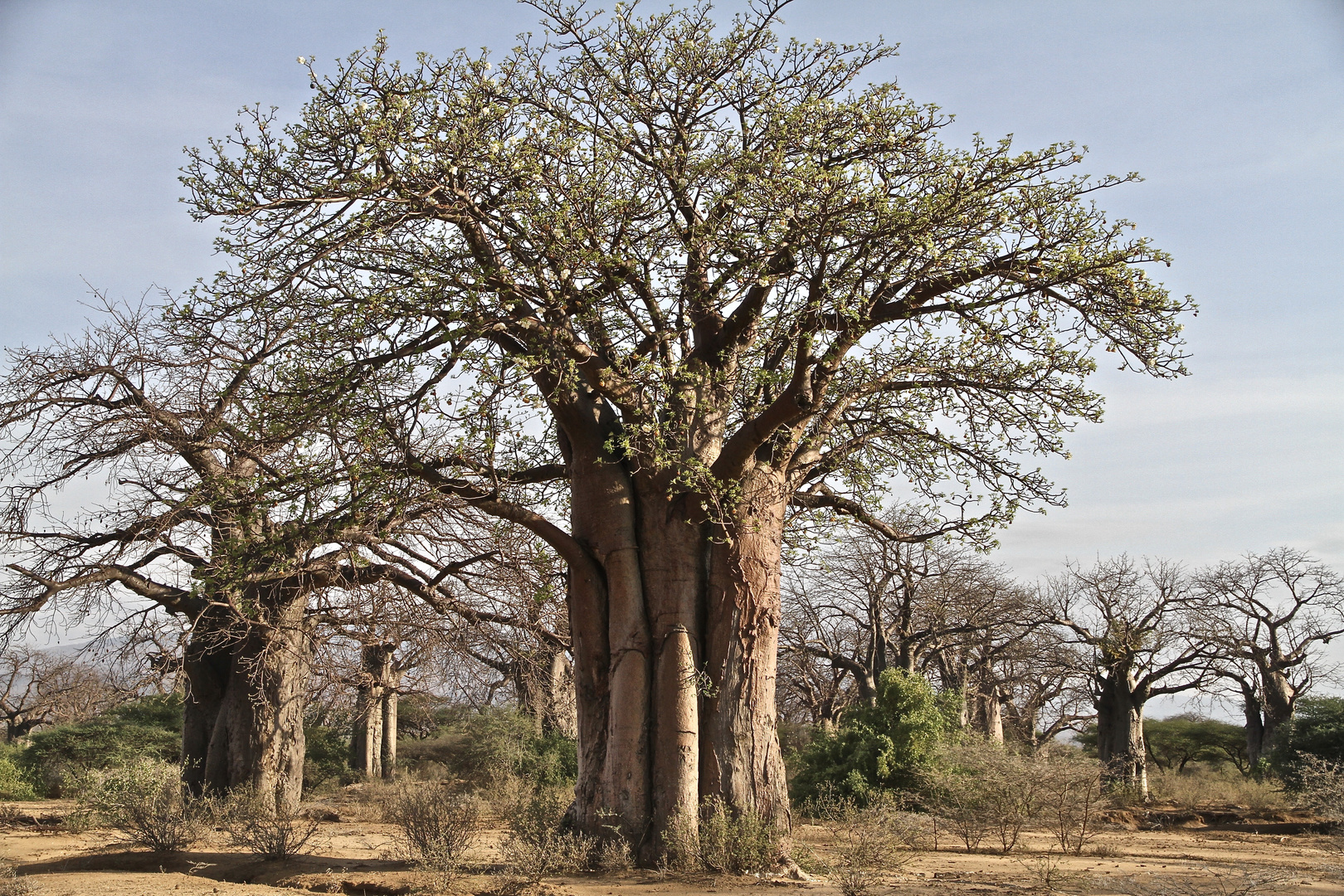 Baobab-Bäume