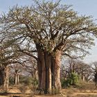 Baobab-Bäume