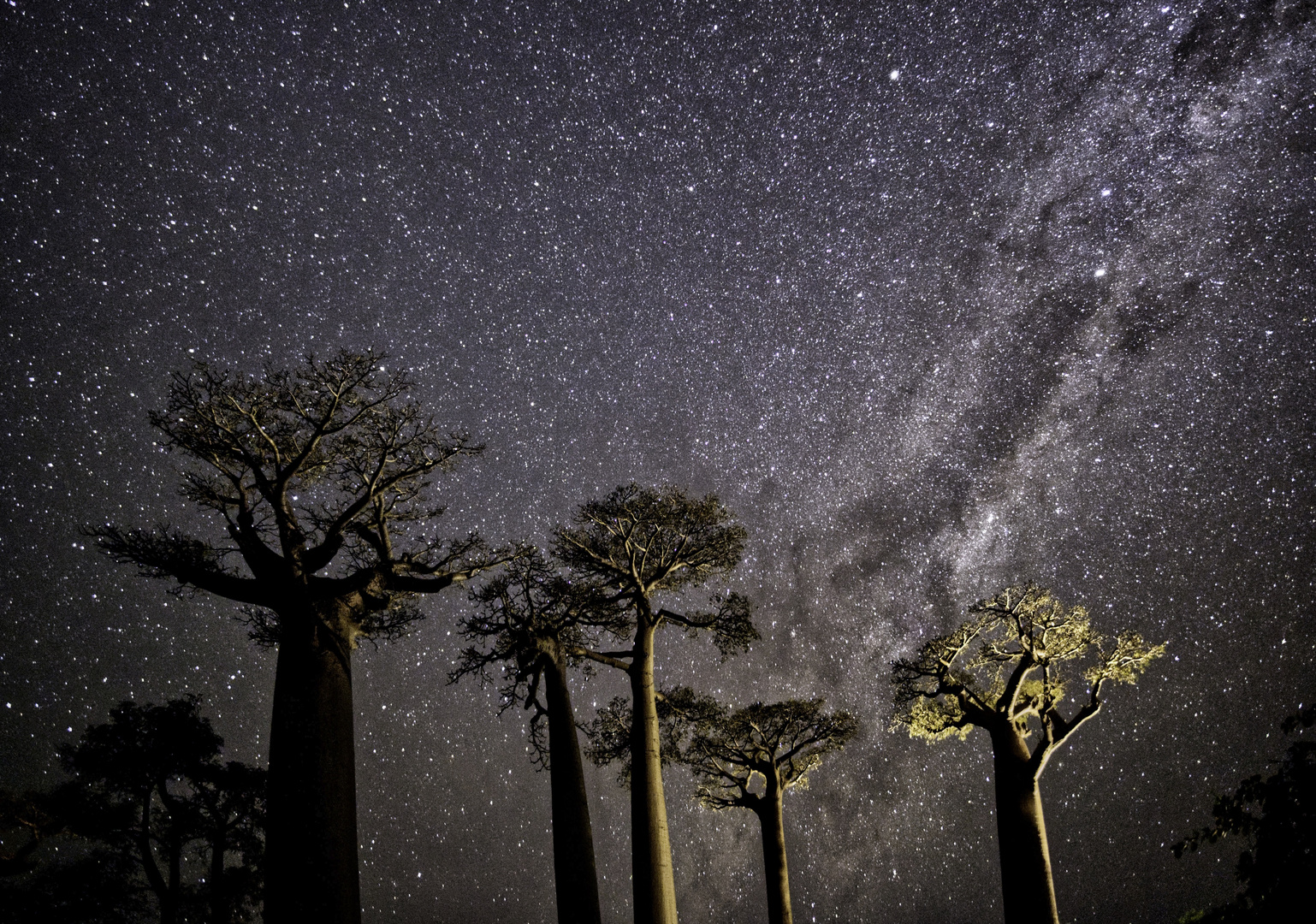 Baobab Bäume unter der Milchstrasse