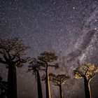 Baobab Bäume unter der Milchstrasse