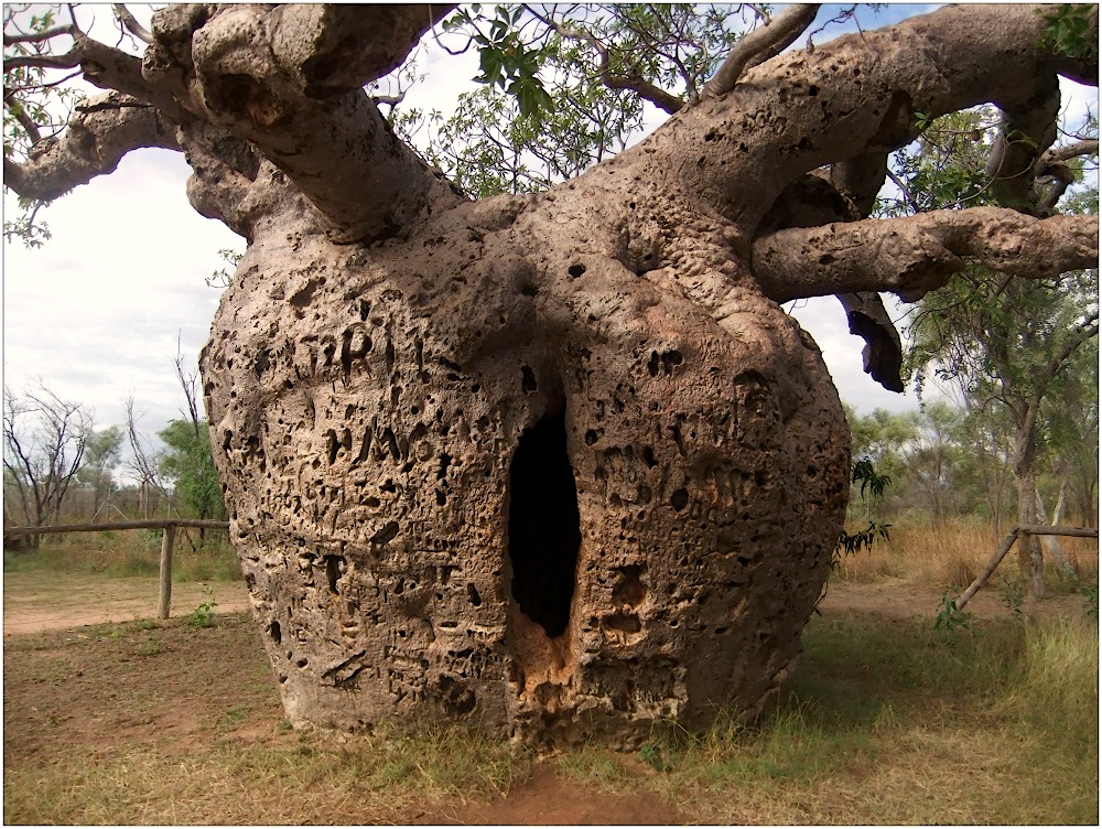 Baobab Baum...