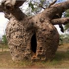 Baobab Baum...