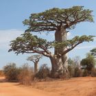 Baobab Baum Adansonia grandidieri