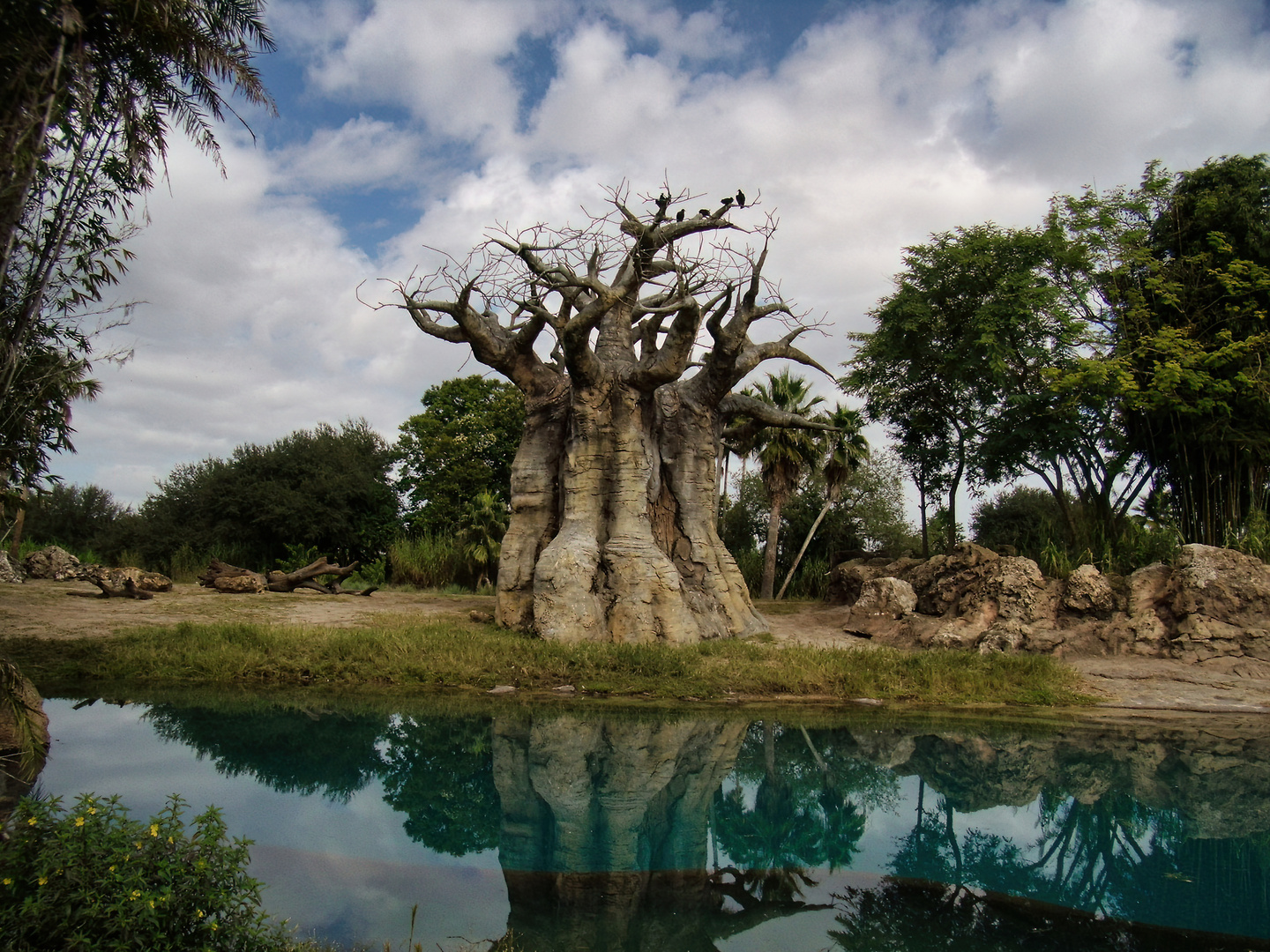 Baobab-Baum