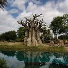 Baobab-Baum