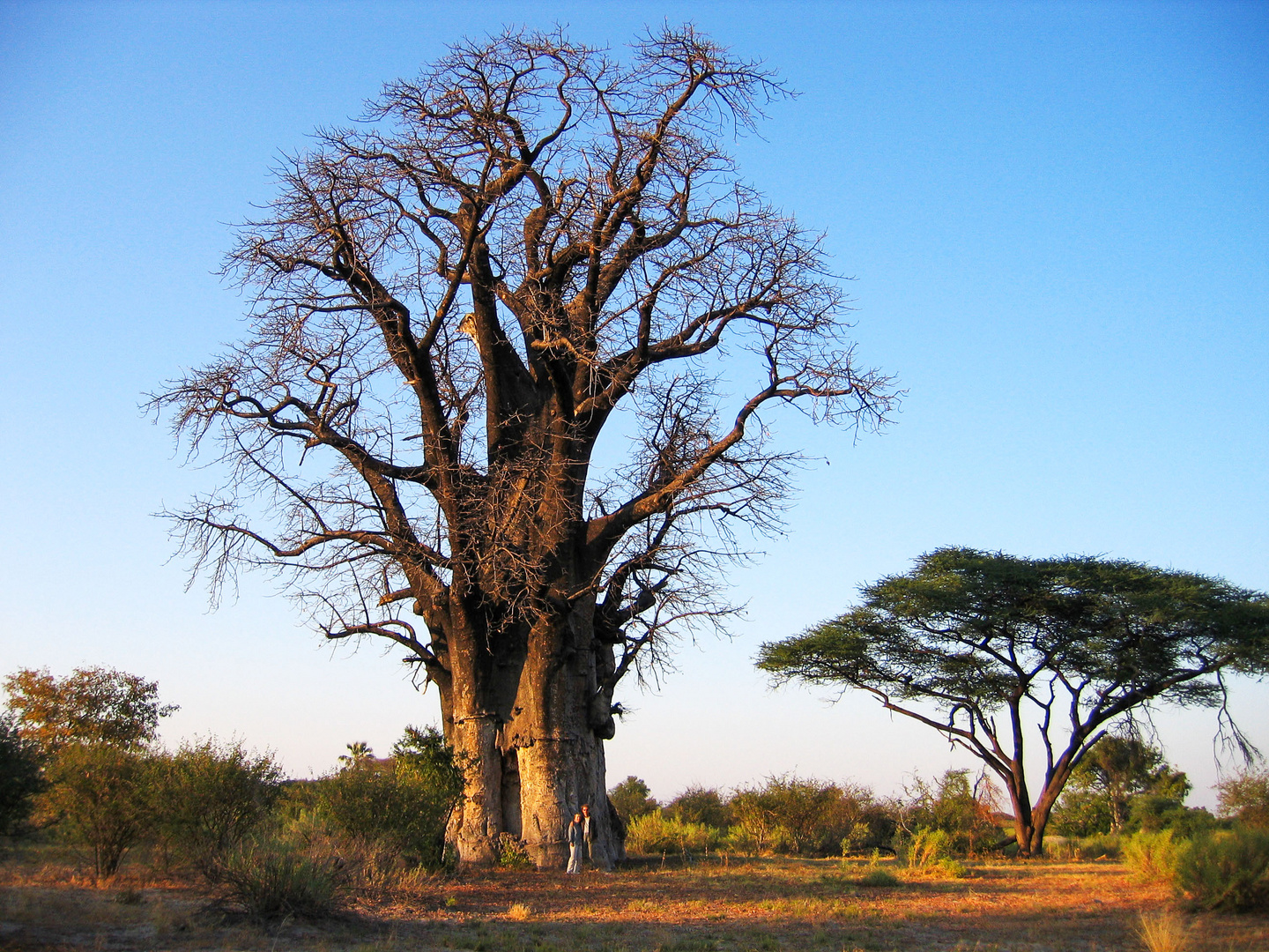 Baobab Baum 