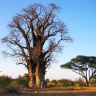 Baobab Baum 