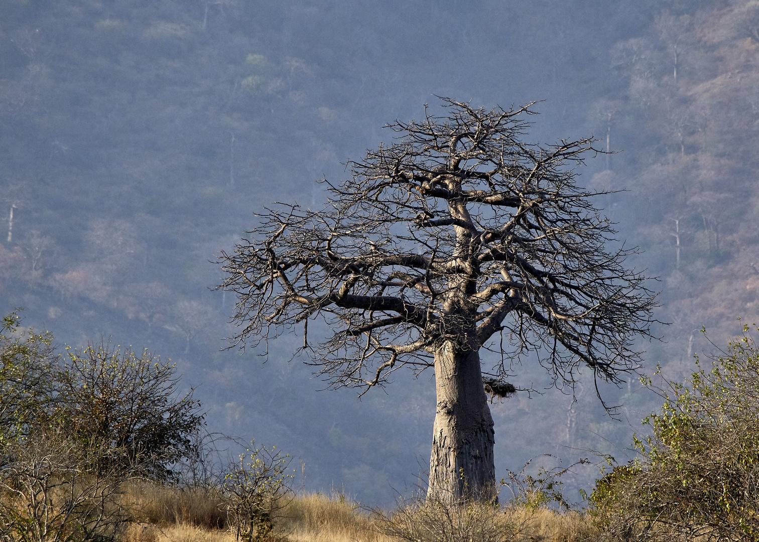 Baobab Baum im Ruaha-NP