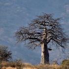 Baobab Baum im Ruaha-NP