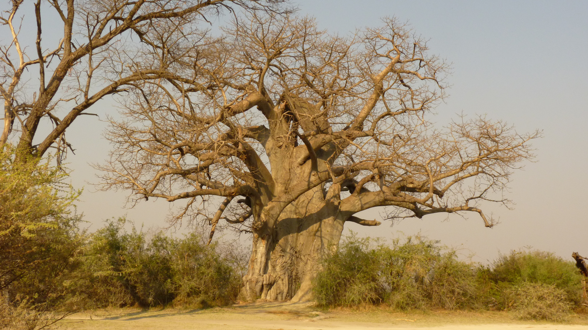 Baobab Baum in Botswana