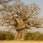 Baobab Baum in Botswana