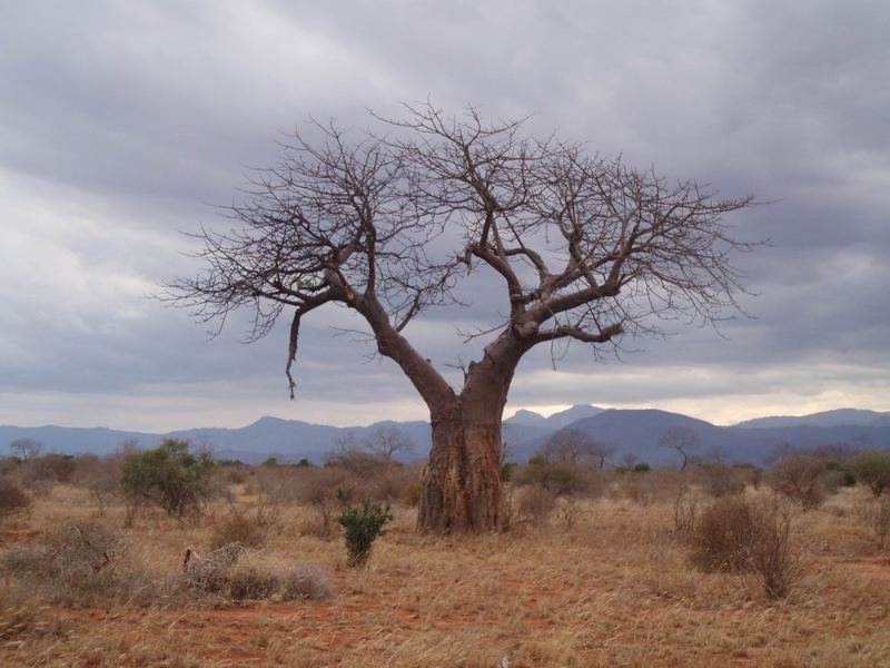 Baobab