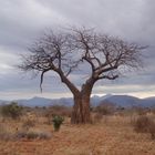 Baobab