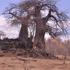 Baobab