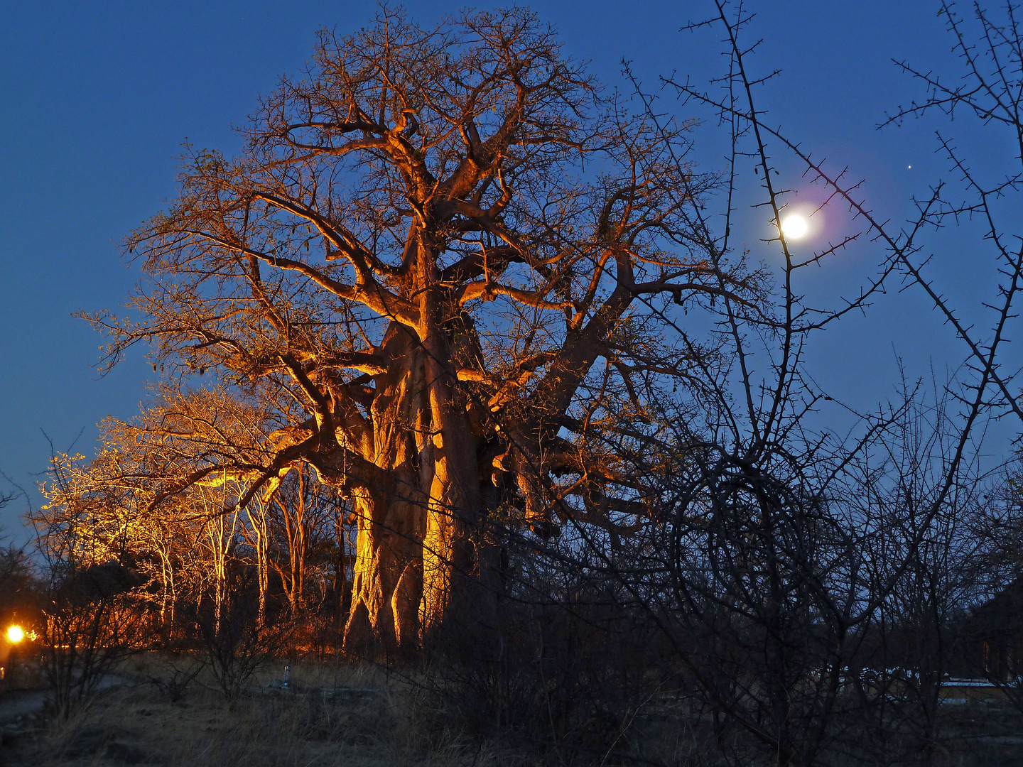 Baobab bei Gweta, Botswana