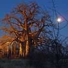 Baobab bei Gweta, Botswana