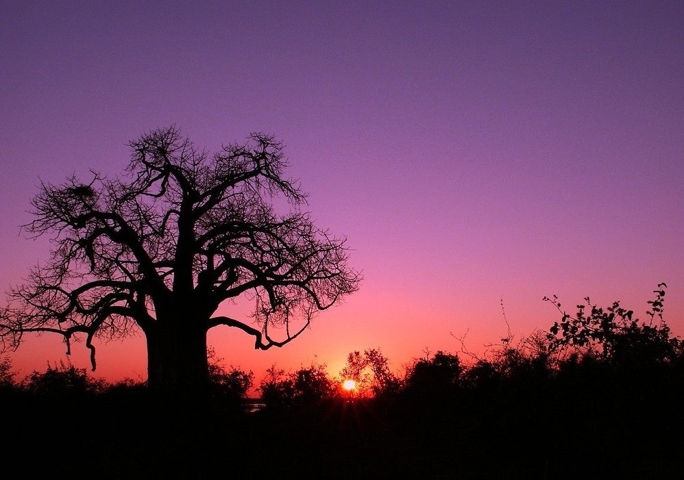 Baobab - Blaue Stunde