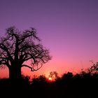 Baobab - Blaue Stunde