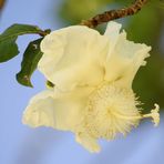 Baobab Blüte