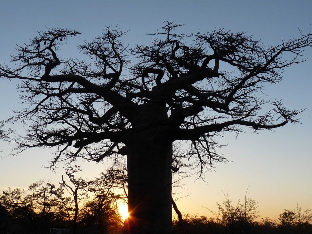 baobab (botswana)