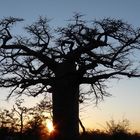 baobab (botswana)