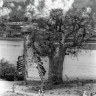 Baobab bridge