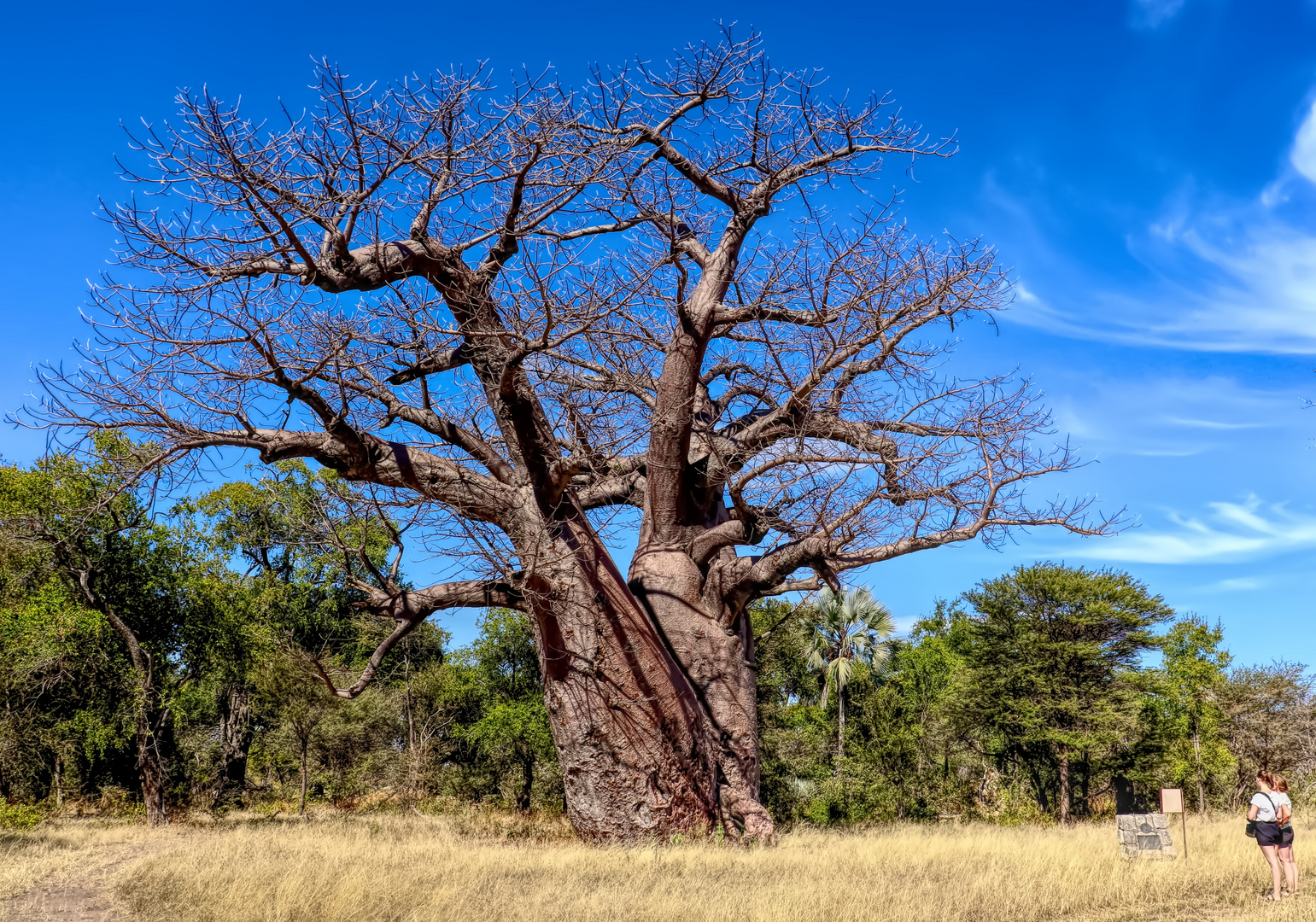 Baobab