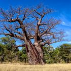 Baobab