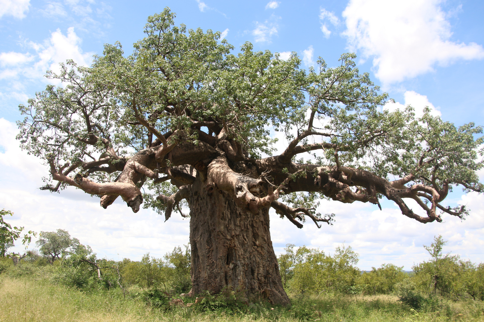 Baobab