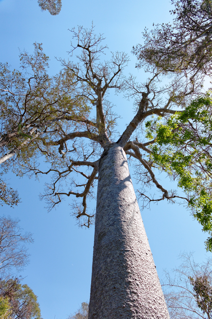 Baobab