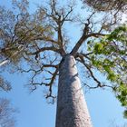 Baobab