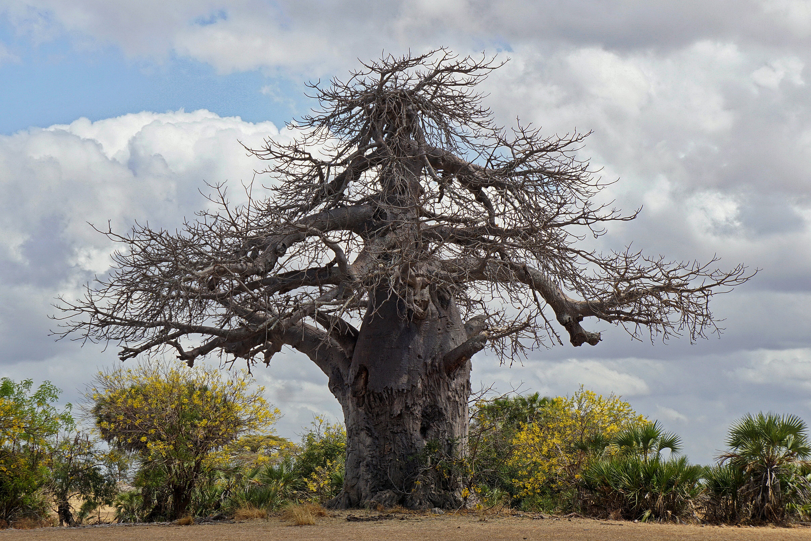 Baobab 