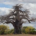 Baobab 