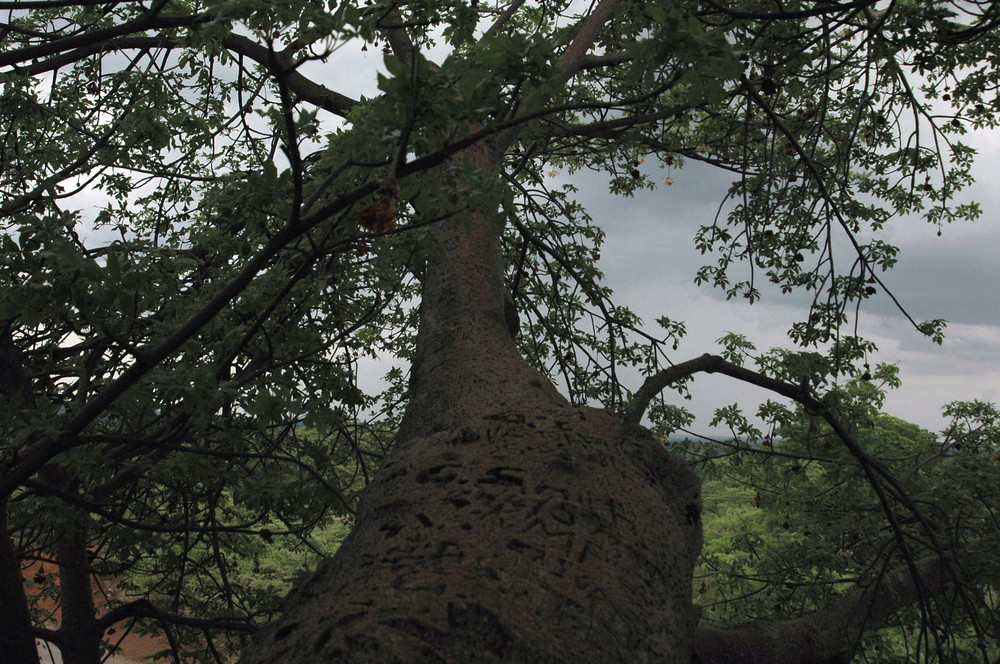 BAOBAB